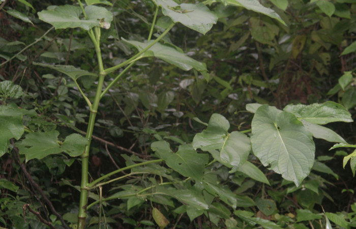 Fig.25. Planta de <i>Piper auritum</i> (Piperaceae), planta hospedera del género <i>Gonodonta</i>.