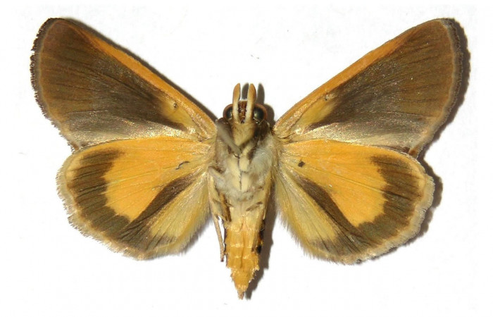 Fig.3. Adulto de <i>Gonodonta nitidimacula</i>.  En posición dorsal. Voucher : 02-SRNP-15218-DHJ312673.jpg.