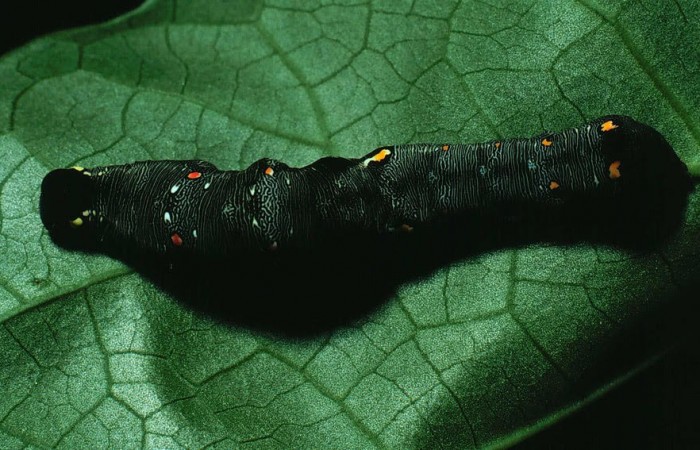 Fig.5 . Larva de <i>Gonodonta nitidimacula</i>, en penúltimo estadio de 23 mm de longitud. Voucher : 82-SRNP-433-DHJ4200.jpg.