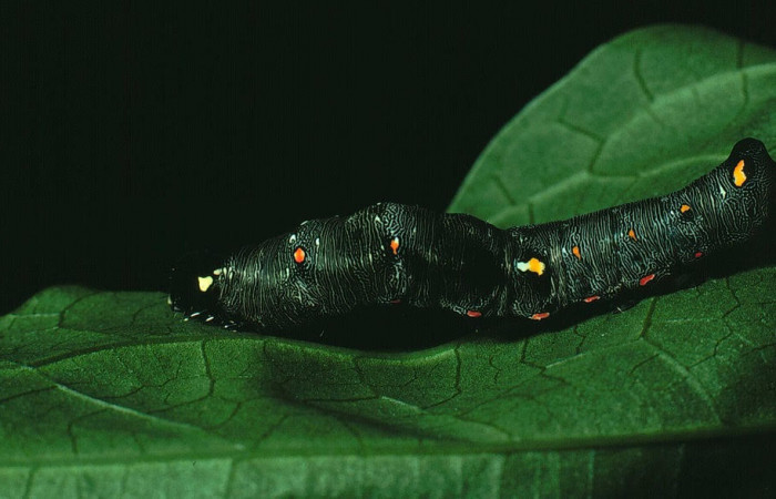 Fig.6. Larva de <i>Gonodonta nitidimacula</i>, en penúltimo estadio de 23 mm de longitud. Voucher : 82-SRNP-433-DHJ4201.jpg.