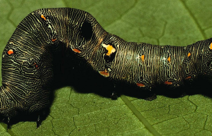 Fig.7. Larva de <i>Gonodonta nitidimacula</i>, en último estadio de 40 mm de longitud. Voucher : 98-SRNP-11576-DHJ47513.jpg.