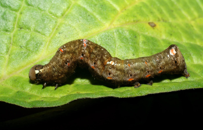 Fig.9. Mostrando casa de larva de <i>Gonodonta incurva</i>. Voucher : 08-SRNP-70717-DHJ444074.jpg.