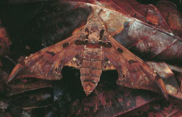 Fig. 01. Fotografía testigo de su presencia en Costa Rica, vista dorsal. <i>Orecta venedictoffae</i> (Sphingidae), fotografía James Sogaard 1998, Estación Pitilla, Area Conservación Guanacaste. Voucher: O_venedictoffae-DHJ30186.jpg.