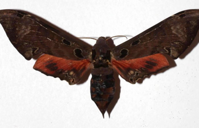 Fig. 02. Adulto de <i>Orecta venedictoffae</i> (Sphingidae), vista dorsal, Voucher: 17-SRNP-73263-DHJ932760.jpg.