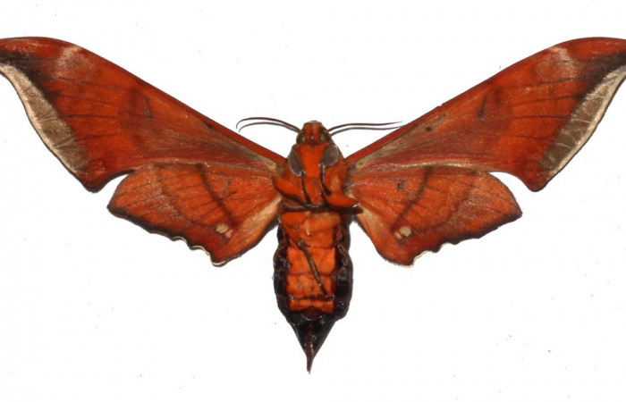 Fig. 03. Adulto de <i>Orecta venedictoffae</i> (Sphingidae), vista ventral, Voucher: 17-SRNP-73263-DHJ932761.jpg.