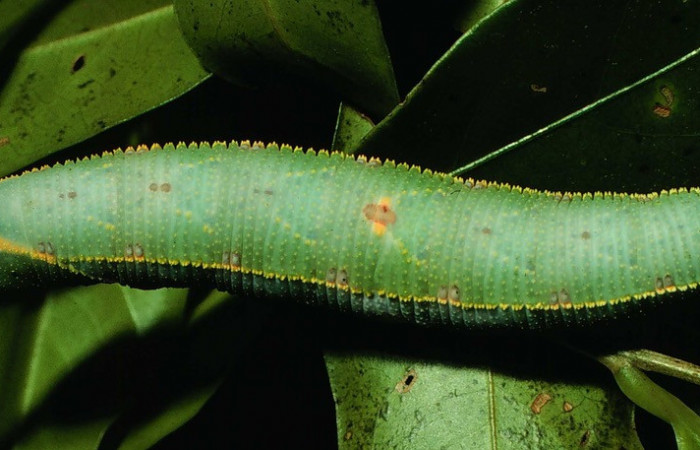 Fig. 06. Larva de <i>Adhemarius fulvescens</i> (Sphingidae), ultimo estadío, 75mm de longitud, vista dorsal. Voucher: 97-SRNP-1223-DHJ41125.jpg.