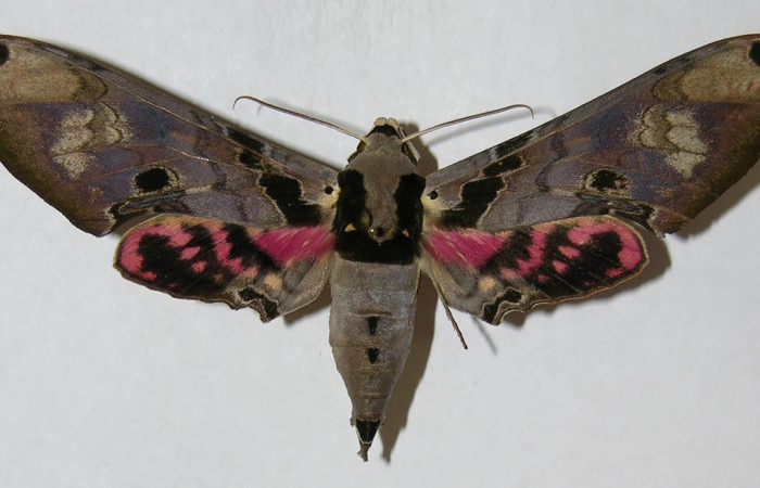 Fig. 07. Adulto de <i>Adhemarius gannascus</i> (Sphingidae), vista dorsal, 122mm de envergadura. Voucher: 06-SRNP-5793-DHJ347164.jpg.