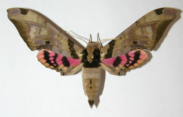 Fig. 08. Adulto de <i>Adhemarius fulvescens</i> (Sphingidae), macho,  vista dorsal, 93cm de envergadura. Voucher: 09-SRNP-36447-DHJ513672.jpg.