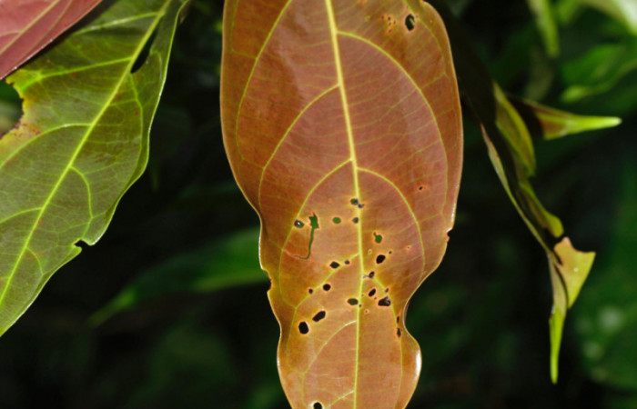 Fig. 09. Hoja de <i>Nectandra hihua</i> (Lauraceae), planta hospedera de <i>Orecta venedictoffae</i> (Sphingidae), rebrote de hoja vista por el haz.