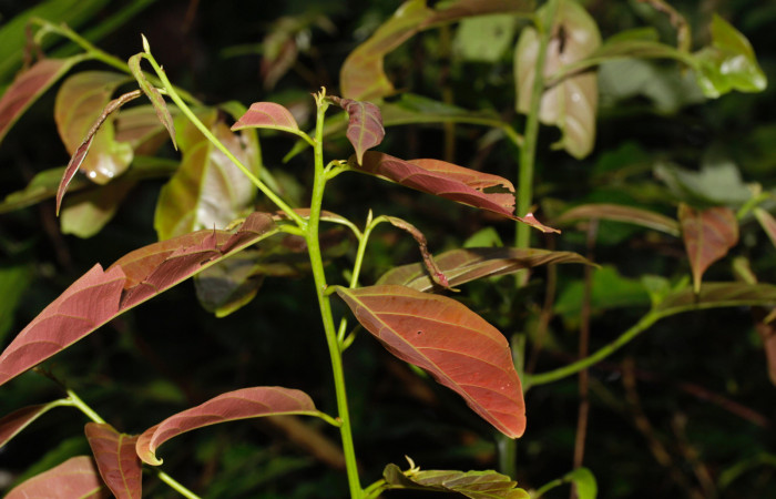 Fig. 12. Hoja de <i>Nectandra hihua</i> (Lauraceae), planta hospedera de <i>Orecta venedictoffae</i> (Sphingidae), coloración típica de los rebrotes de esta especie. Igual que sus hojas maduras, viejas lisatas para caer son totalmente rojas.