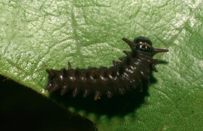 Figura 5. Vista dorsal. <i>Battus polydamas</i> (Papilionidae), larva en segundo estadío 14 mm. Foto: 9/agosto/2005.Voucher: 05-SRNP-33203-DHJ405436.jpg.