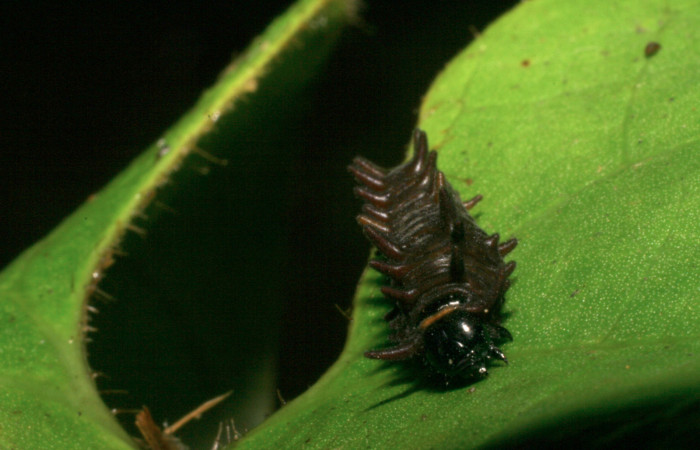Figura 6. Cabeza de frente. <i>Battus polydamas</i> (Papilionidae), larva en segundo estadío 14 mm. Foto: 9/agosto/2005.Voucher: 05-SRNP-33203-DHJ405437.jpg.
