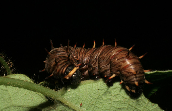Figura 9. Vista lateral. <i>Battus polydamas</i> (Papilionidae), larva en último estadío café claro 43 mm. Foto: 23/agosto/2005.Voucher: 05-SRNP-33203-DHJ405441.jpg.