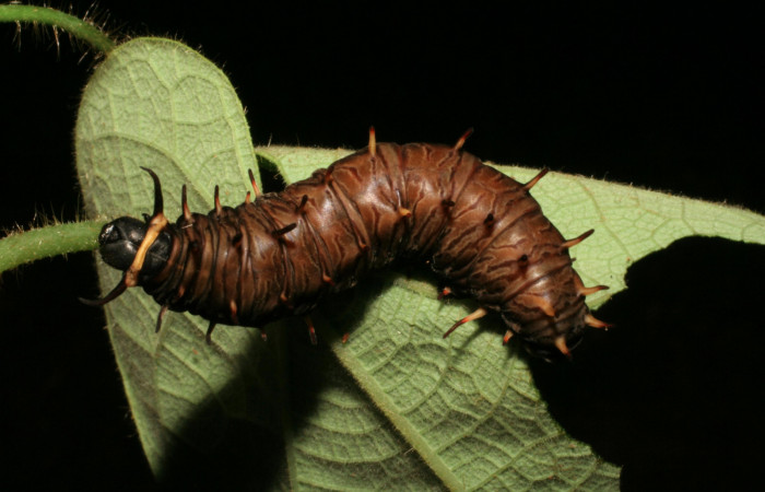 Figura 10. Vista dorsal. <i>Battus polydamas</i> (Papilionidae), larva en último estadío 43 mm. Foto: 23/agosto/2005.Voucher: 05-SRNP-33203-DHJ405445.jpg.