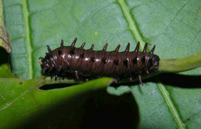 Figura 7. Vista lateral. <i>Battus polydamas</i> (Papilionidae), larva en penúltino estadío 27 mm. Foto: 19/agosto/2005.Voucher: 05-SRNP-33204-DHJ405447.jpg.