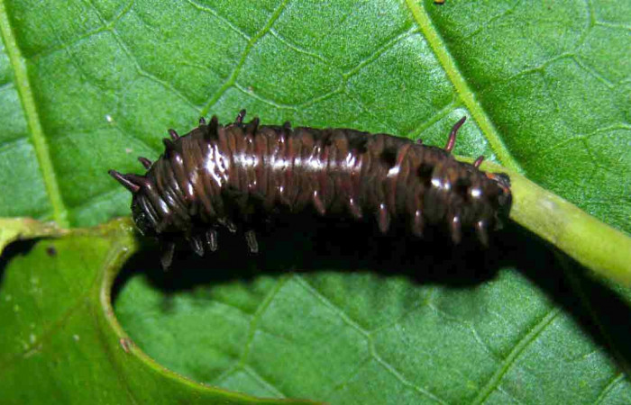 Figura 8. Vista dorsal. <i>Battus polydamas</i> (Papilionidae), larva en penúltino estadío 27 mm. Foto: 19/agosto/2005.Voucher: 05-SRNP-33204-DHJ405448.jpg.
