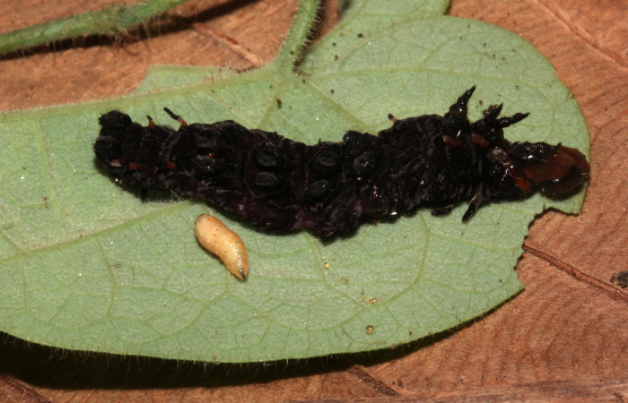 Figura 16. Restos de <i>Battus polydamas</i> (Papilionidae). Vista dorsal de larva en último estadío, 32 mm y larva de parásito color amarillo 8 mm. Voucher: 17-SRNP-32588-DHJ743109.jpg.