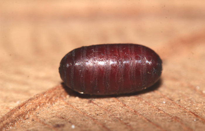 Figura 17. Pupario de parásito 6mm longitud. Voucher: 17-SRNP-32588-DHJ743112.jpg.