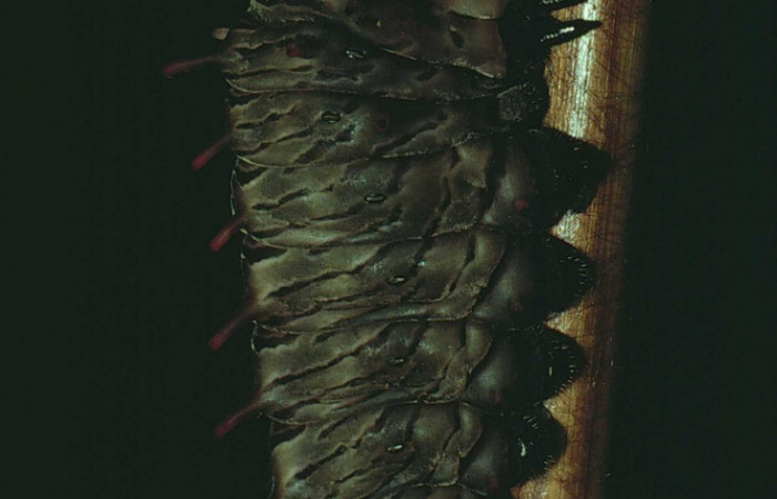 Figura 12. Prepupa de <i>Battus polydamas</i> (Papilionidae). Pupa lateral. Foto 07/Junio/1980. Voucher: 80-SRNP-82-DHJ1064.jpg.