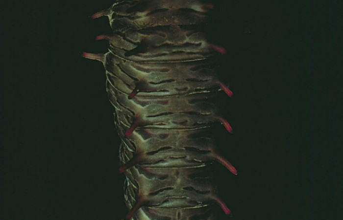 Figura 13. Prepupa de <i>Battus polydamas</i> (Papilionidae). Pupa dorsal. Foto 07/Junio/1980. Voucher: 80-SRNP-82-DHJ1065.jpg.