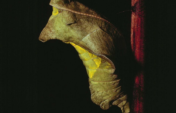 Figura 14. Pupa de <i>Battus polydamas</i> (Papilionidae). Pupa lateral. Foto 12/Junio/1980. Voucher: 80-SRNP-82-DHJ1067.jpg.