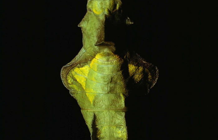 Figura 15. Pupa de <i>Battus polydamas</i> (Papilionidae). Pupa dorsal. Foto 12/Junio/1980. Voucher: 80-SRNP-82-DHJ1068.jpg.