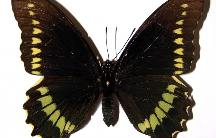 Figura 3. Vista dorsal de la hembra. <i>Battus polydamas</i> (Papilionidae).  envergadura alar 80 mm. Voucher: 89-SRNP-527-DHJ97310.jpg.
