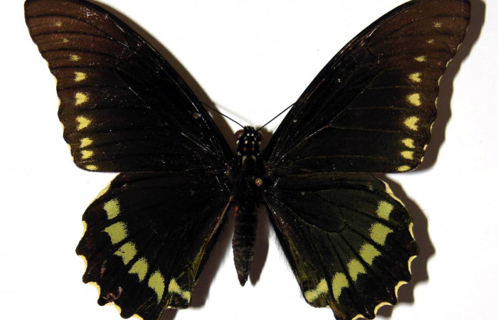 Figura 1. Vista dorsal del macho. <i>Battus polydamas</i> (Papilionidae).  envergadura alar 80 mm. Voucher: 90-SRNP-498-DHJ97308.jpg.