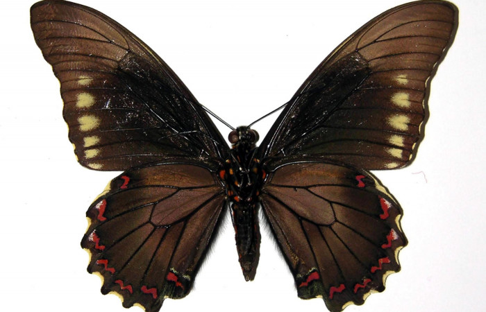 Figura 2. Vista ventral del macho. <i>Battus polydamas</i> (Papilionidae), envergadura alar 80 mm. Voucher: 90-SRNP-498-DHJ97309.jpg.