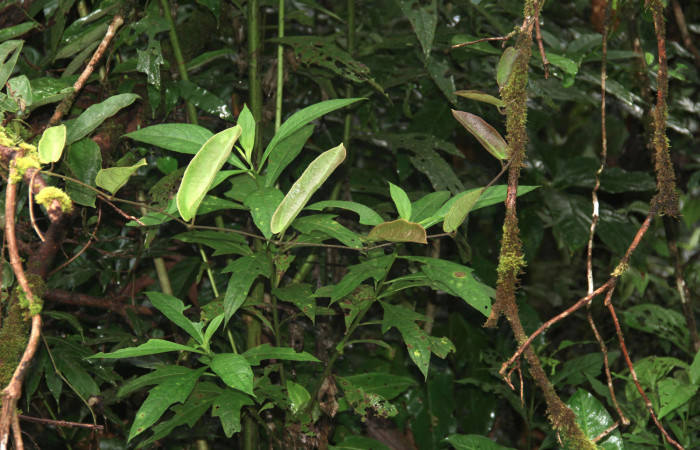 Figura 20. Planta hospedera <i>Aristolochia tonduzii</i> (Aristolochiaceae), <i>Battus polydamas</i> (Papilionidae),20 Octubre 2018 en el Sendero Cuestona. Foto: Freddy A. Quesada Quesada.