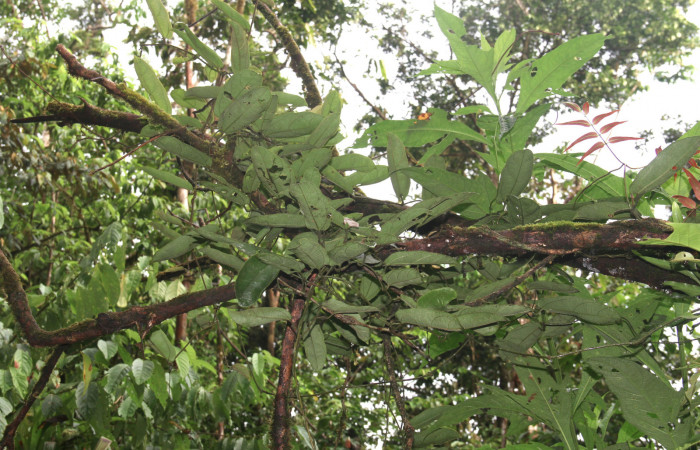 Figura 19. Planta hospedera <i>Aristolochia tonduzii</i> (Aristolochiaceae), <i>Battus polydamas</i> (Papilionidae), 20 Octubre 2018 en el Sendero Cuestona. Foto: Freddy A. Quesada Quesada.