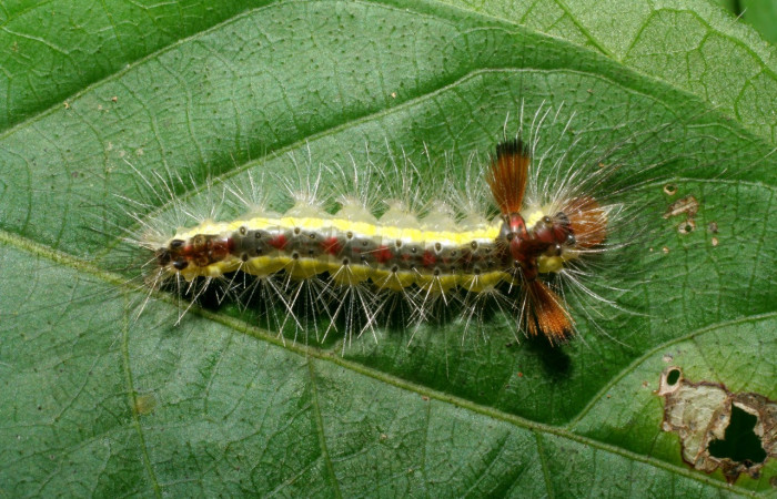Figura 14. Larva <i>Hyaleucerea</i> Janzen01 (Erebidae), último estadío (U) vista dorsal, localidad Sendero Aguacate, Sector Mundo Nuevo ACG (335m). Voucher: 06-SRNP-58271-DHJ417954.jpg.