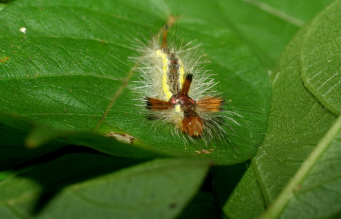 Figura 15. Larva <i>Hyaleucerea</i> Janzen01 (Erebidae), último estadío (U) vista frontal, localidad Sendero Aguacate, Sector Mundo Nuevo ACG (335m). Voucher: 06-SRNP-58271-DHJ417956.jpg.