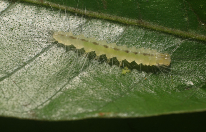 Figura 2. Larva <i>Hyaleucerea morosa</i> (Erebidae), tercer estadío (PPU) vista dorsal, localidad Flecha, Sector Rincón Rain Forest ACG (491m). Voucher: 18-SRNP-80339-DHJ714789.jpg.