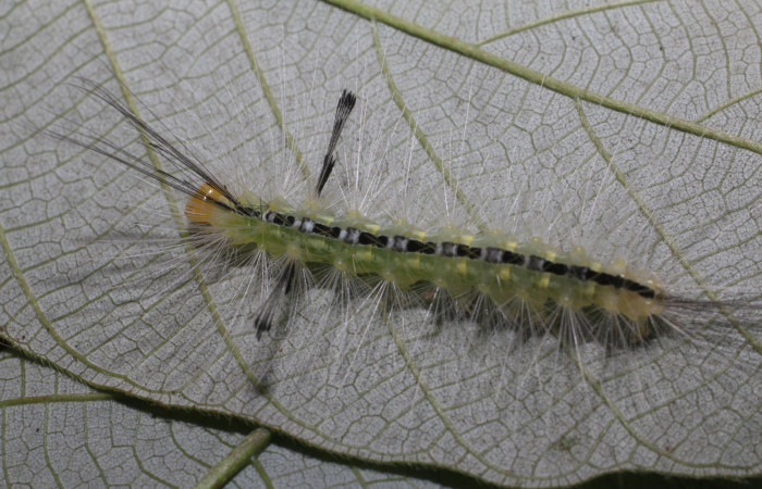 Figura 4. Larva <i>Hyaleucerea morosa</i> (Erebidae), último estadío (U) vista dorsal, localidad Flecha, Sector Rincón Rain Forest ACG (491m). Voucher: 18-SRNP-80339-DHJ714893.jpg.