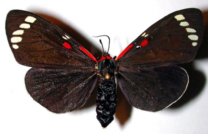 Fig. 1 Adulto [I]Phaloesia saucia</i> (Erebidae), vista dorsal mide 52mm. Area administrativa, Sector Santa Rosa, 295m. 93-SRNP-3326-DHJ38462.