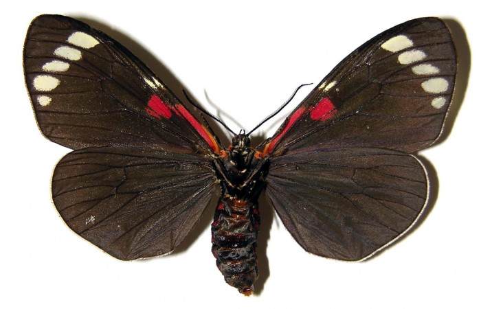 Fig. 4 Adulto [I]Phaloesia saucia</i> (Erebidae), vista al mide 52mm. Area administrativa, Sector Santa Rosa, 295m. 86-SRNP-60-DHJ94337.