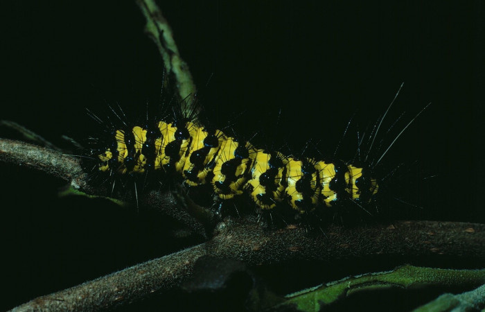 Fig. 6 Larva [I]Phaloesia saucia</i> (Erebidae), mide 35mm. Area administrativa, Sector Santa Rosa, 295m. 85-SRNP-537-DHJ9161.jpg