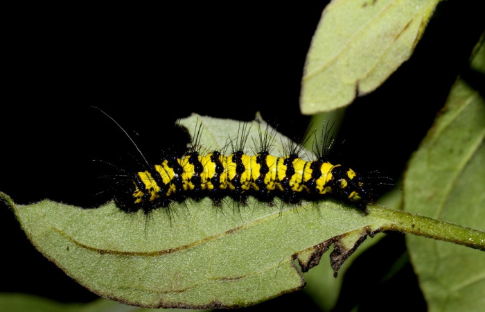 Fig. 8 Larva [I]Phaloesia saucia</i> (Erebidae), mide 35mm. Area administrativa, Sector Santa Rosa, 295m.12-SRNP-13030-DHJ498691.jpg