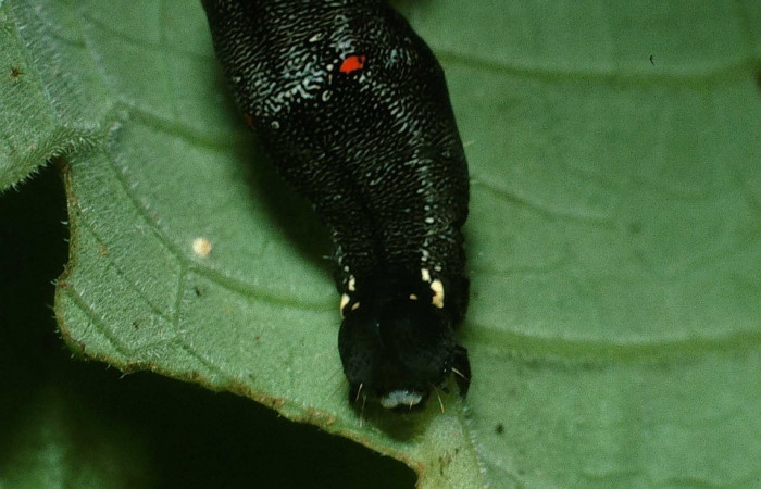 Figura 5. <i>Gonodonta uxor</i> (Erebidae). Penúltimo estadio, posición frontal. Voucher: 03-SRNP-31104-DHJ81152.jpg