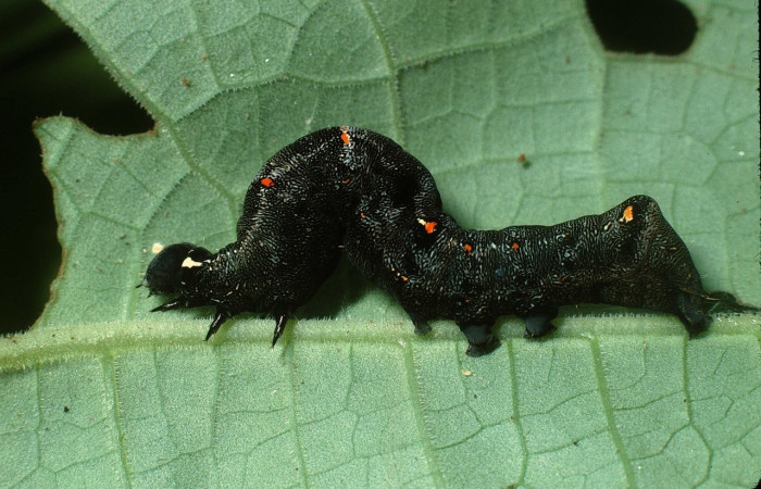 Figura 4. <i>Gonodonta uxor</i> (Erebidae). Penúltimo estadio, posición lateral. Voucher: 03-SRNP-31104-DHJ81154.jpg.