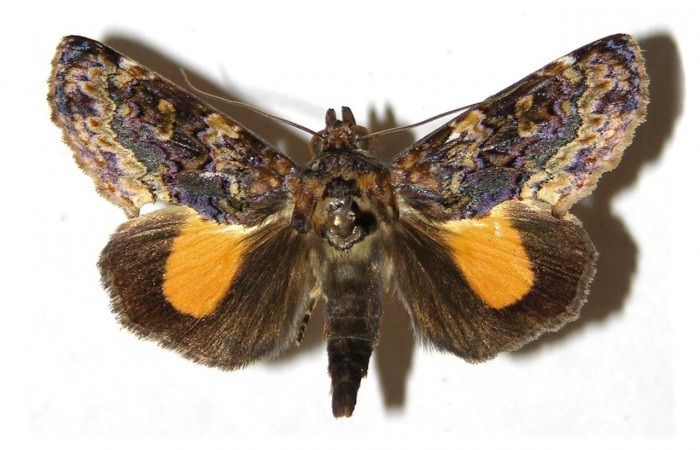 Figura 17. Adulto <i>Gonodonta uxor</i> (Erebidae). Vista dorsal. Voucher: 04-SRNP-40579-DHJ312710.