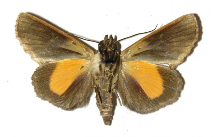 Figura 18. Adulto <i>Gonodonta uxor</i> (Erebidae). Vista ventral. Voucher: 04-SRNP-40579-DHJ312711.