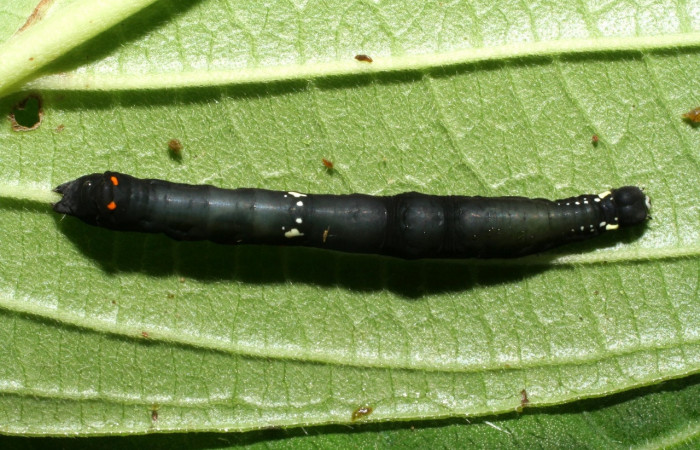 Figura 2. <i>Gonodonta uxor</i> (Erebidae). Tercer estadio, posición dorsal. Voucher: 06-SRNP-32931-DHJ416018.jpg.
