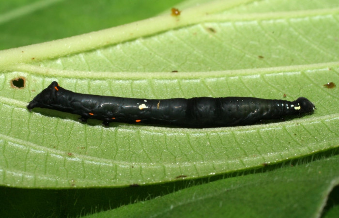 Figura 1. <i>Gonodonta uxor</i> (Erebidae). Tercer estadio, posición lateral. Voucher: 06-SRNP-32931-DHJ416022.jpg.