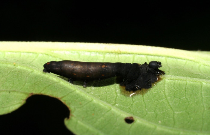 Figura 14. <i>Gonodonta uxor</i> (Erebidae). Parasitada de <i>Aleiodes larrykirkendalli</i> (Braconidae).Voucher: 06-SRNP-32957-DHJ416031.jpg.