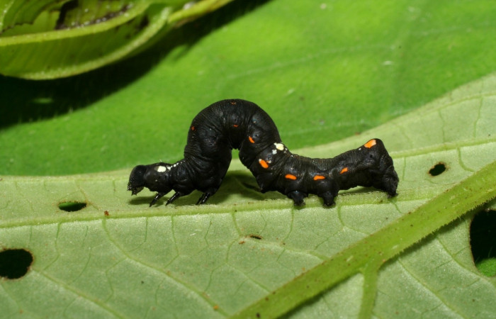 Figura 3. <i>Gonodonta uxor</i> (Erebidae). Tercer estadio, posición dorsal. Voucher: 06-SRNP-32998-DHJ416052.jpg.