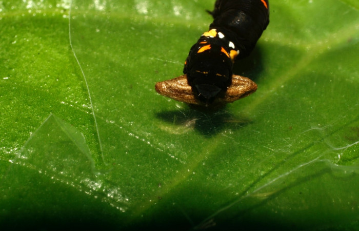 Figura 15. <i>Gonodonta fulvangula</i> (Erebidae) parasitada de <i>Snellenius phildevriesi</i> (Braconidae). Voucher: 08-SRNP-32308-DHJ445987.jpg.