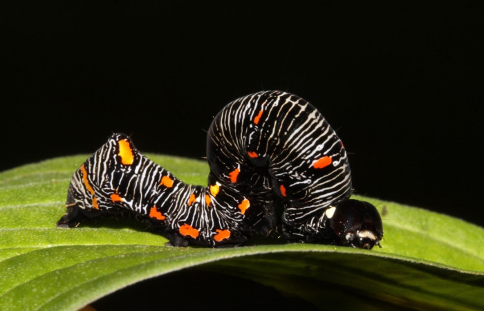 Figura 7. <i>Gonodonta uxor</i> (Erebidae). Último estadio, posición lateral. Voucher: 13-SRNP-47210-DHJ708546.jpg.