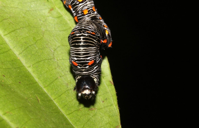 Figura 8. <i>Gonodonta uxor</i> (Erebidae). Último estadio, posición frontal. Voucher: 13-SRNP-47210-DHJ708549.jpg.